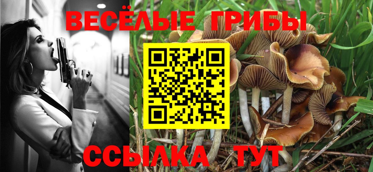 Галлюциногенные грибы Psilocybe  Бузулук 